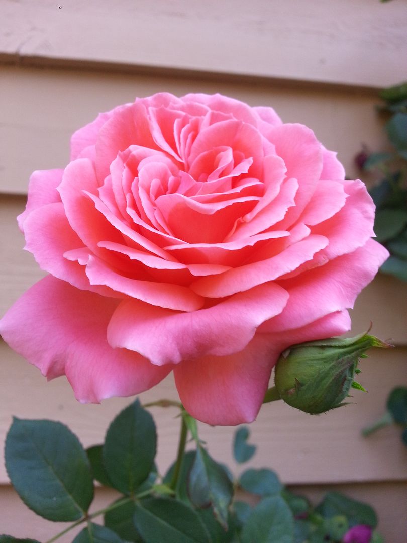  photo 20140803_102540_zpsb9aed3pb.jpg